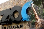 Culiacan Zoo, nurseries and aquariums, animals abandoned during coronavirus lockdown are rescued by a zoo in mexico, Mamma Culiacan Zoo, nurseries and aquariums, animals abandoned during coronavirus lockdown are rescued by a zoo in mexico, Mamma