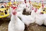 Bird flu USA outbreak, Bird flu 2024, bird flu outbreak in the usa triggers doubts, Eat