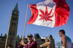 Recreational, Marijuana, canada senate legalizes recreational marijuana, Senate vote