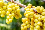 Amla latest news, Amla rich in, ten health benefits of consuming amla, Galli