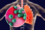 transmission, coronavirus, new studies explain how the coronavirus enters our body, Ebola