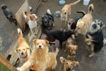 Gabi Vaninn, Dallas loose dog crisis, dallas progressing to deal with loose dog crisis, Puppy