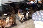 Dog Meat South Korea news, Dog Meat South Korea banned, consuming dog meat is a right of consumer choice, Dog meat