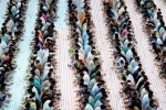 Indian expat, PCT Humanity, dubai based charity pct humanity run by indian expat enters guinness world records for holding longest iftar, Iftar