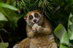 Animal, Animal, cute but deadly the critically endangered slow lorises, Circus