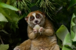 Slow lorises, Red list, cute but deadly the critically endangered slow lorises, Primates Slow lorises, Red list, cute but deadly the critically endangered slow lorises, Primates