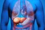 Fatty Liver in Youngsters, Fatty Liver in Youngsters reasons, why is fatty liver affecting youngsters, Healthy life