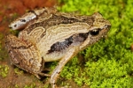 South Indian Frog Mucus Kills Flu Virus, Frog Mucus Kills Flu Virus, south indian frog mucus kills flu virus, Peptides