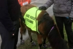 guide dog, United Kingdom, indian origin man with eye condition to get guide horse in uk, North west