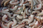 shrimp, turtle, indian shrimp faces threat of ban in u s, Al hilal