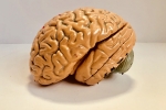 Indians, Caucasian, indians have smaller brains a study revealed, Brain diseases