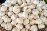 Garlic Vs Mosquito Repellent research, Garlic Vs Mosquito Repellent research, is garlic a mosquito repellent, Malaria