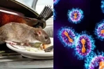 Hantavirus more contagious, Hantavirus 2026, is hantavirus mutating to become more contagious, Us authorities