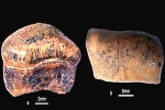 Hybodont Sharks in India, Hybodont Sharks news, new species of jurassic age hybodont shark discovered in rajasthan, Bajpai