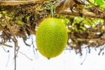 Snake Venom breaking, Snake Venom, this miraculous plant can neutralise snake venom in minutes, Lean