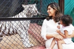Klin Kaara breaking updates, Klin Kaara pictures, klin kaara meets her namesake tigress on second birthday, Little