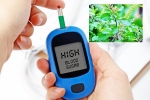 Blood Sugar Levels study, Blood Sugar Levels Tulsi leaves, how to maintain blood sugar level to boost immunity, Joint pains