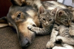 Pets in Dallas, Dallas news, microchipping compulsory for dogs and cats, Dallas news