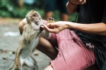 Monkey Bite experts, Monkey Bite tips, what to do after a monkey bite, Turmeric Monkey Bite experts, Monkey Bite tips, what to do after a monkey bite, Turmeric