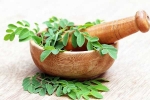 Moringa in diet, Moringa experts, is moringa a must have in your diet, Energy Moringa in diet, Moringa experts, is moringa a must have in your diet, Energy