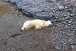 Polar Bear In Iceland latest breaking, Polar Bear In Iceland 2024, polar bear appears in iceland for the first time in 8 years, Police chief