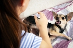 Rabies dangerous, Rabies doctors, why is rabies deadly what to do after a bite, Skin