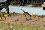 Rat Tourism in New York, Rat Tourism in New York, must experience trend in new york city, New york city