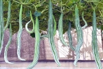 Snake Gourd India, Snake Gourd new updates, advantages of eating snake gourd, Food cravings