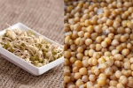 Sprouts vs Boiled Chana health experts, Boiled Chana, sprouts vs boiled chana for weight loss, India Sprouts vs Boiled Chana health experts, Boiled Chana, sprouts vs boiled chana for weight loss, India