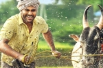 Sreekaram release news, 14 Reels Plus, sharwanand s sreekaram trailer released, Ok jaanu