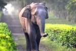 corridor, unique identification number, tamed elephants in india to get unique identification numbers like aadhar, Circus