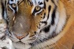 covid-19, bronx zoo, bronx zoo tiger nadia the first animal tested positive for covid 19, Cats