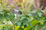 tulsi for skin, tulsi for skin pigmentation, tulsi for skin how this indian herb helps in making your skin acne free glowing, Hair fall