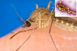 USA, Russia, russia warns of west nile virus, Joint pains