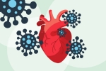 coronavirus, scientists, covid 19 can lead to heart complications not found in any other disease study, Heart muscle coronavirus, scientists, covid 19 can lead to heart complications not found in any other disease study, Heart muscle
