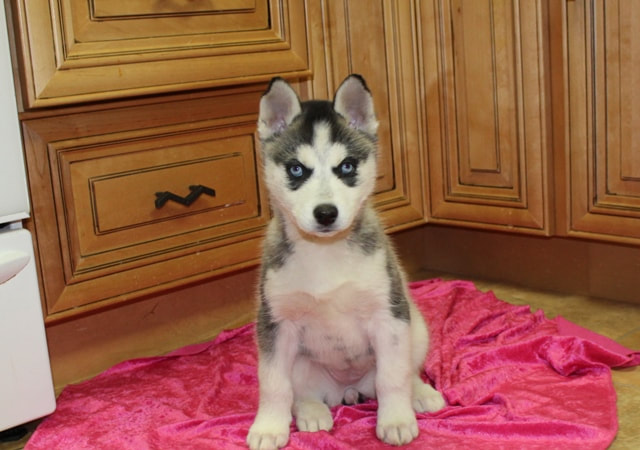 Blue Eyes Siberian Husky puppy Girl