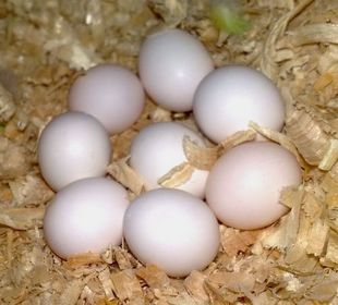 Conures eggs. Blue...