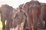 Rana Daggubati Aranya​ movie review, Aranya​ movie review, aranya movie review rating story cast and crew, Elephants