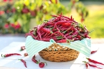 chili powder weight loss, chili for weight loss, chili peppers help burn away the fat, Urdu
