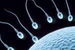 Foods To Increase Sperm Count, Sperm Count, 8 super foods to improve sperm count, Male fertility