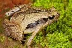 South Indian Frog Mucus Kills Flu Virus, Frog Mucus Kills Flu Virus, south indian frog mucus kills flu virus, Immunology