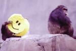 Science, Smiles originated 30 million years ago, smiles originated 30 million years ago, Health checkups