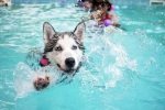 Swimming Dog Fitness good or bad, Swimming Dog Fitness tips, how can swimming boost your dog s fitness, Swimming
